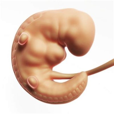 foetus